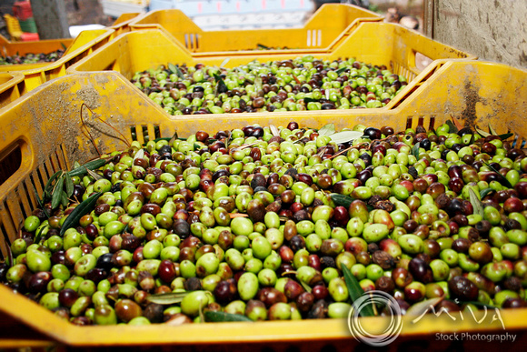 Miva Stock_2426 - Italy, Sorrento, olive season
