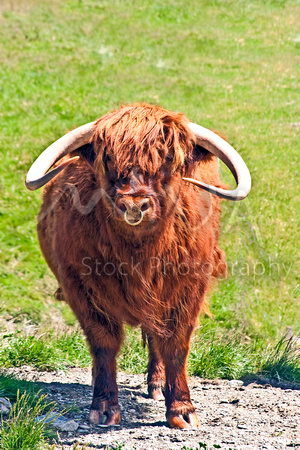 Miva Stock_2477 - Scotland, UK, Highland cow