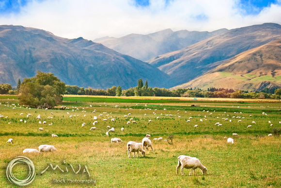 Miva Stock_2494 - New Zealand, Lake Wakatipu, Sheep grazing