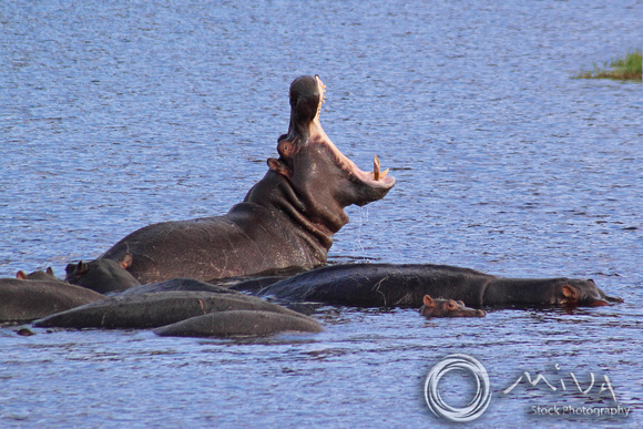 Miva Stock_2613 - Botswana, Chobe NP, hippopotamus