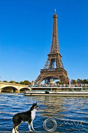 Miva Stock_2676 - France, Paris, Eiffel Tower, Seine River, dog