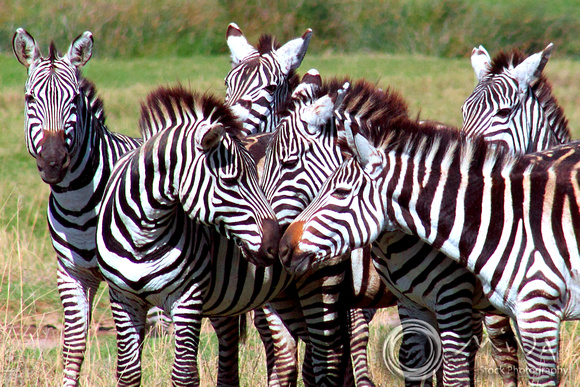Miva Stock_2729 - Tanzania, Ngorongoro Crater, Zebra