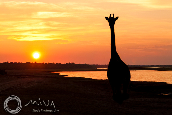 Miva Stock_2764 - Botswana, Chobe NP, Giraffe Silhouette