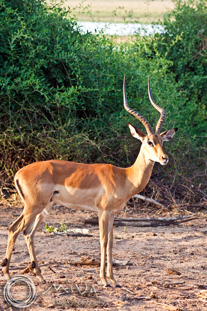 Miva Stock_2765 - Botswana, Chobe NP, Impala