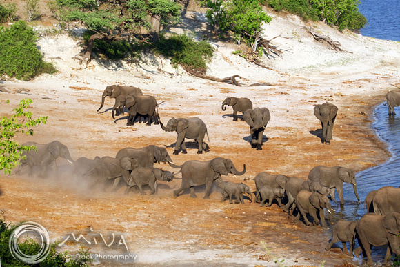 Miva Stock_2768 - Botswana, Chobe NP, Elephant herd, river