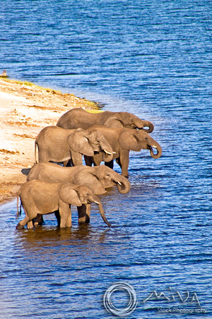Miva Stock_2769 - Botswana, Chobe NP, Elephant herd, river