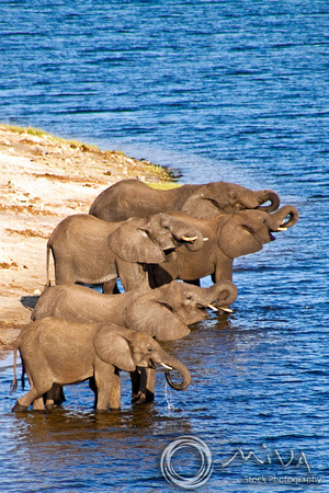 Miva Stock_2770 - Botswana, Chobe NP, Elephant herd, river