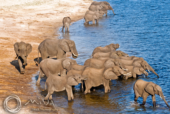 Miva Stock_2771 - Botswana, Chobe NP, Elephant herd, river
