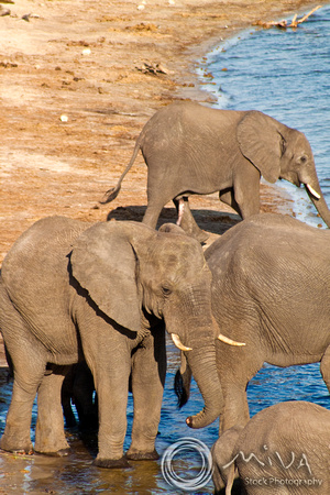 Miva Stock_2772 - Botswana, Chobe NP, Elephant herd, river