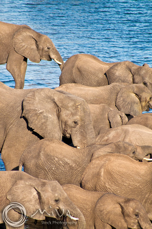 Miva Stock_2773 - Botswana, Chobe NP, Elephant herd, river