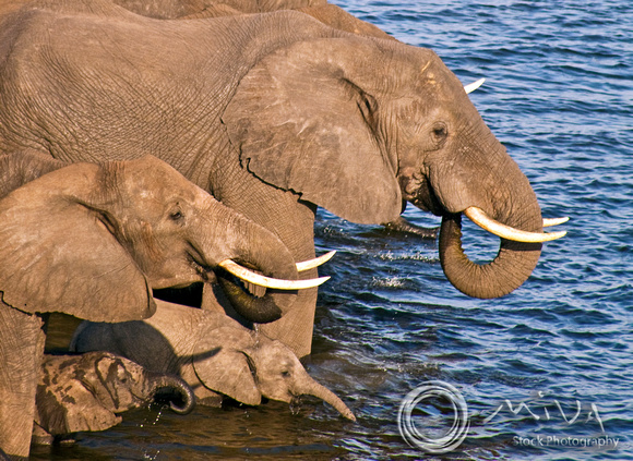 Miva Stock_2774 - Botswana, Chobe NP, Elephant herd, river