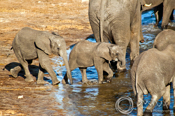 Miva Stock_2775 - Botswana, Chobe NP, Elephant herd, river
