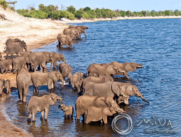 Miva Stock_2776 - Botswana, Chobe NP, Elephant herd, river