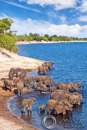 Miva Stock_2777 - Botswana, Chobe NP, Elephant herd, river