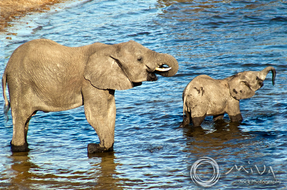 Miva Stock_2778 - Botswana, Chobe NP, Elephant herd, river