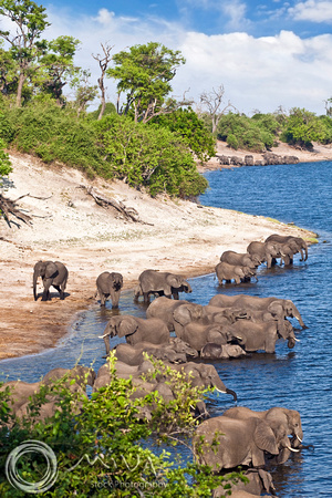 Miva Stock_2779 - Botswana, Chobe NP, Elephant herd, river