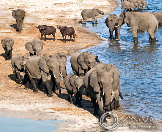 Miva Stock_2780 - Botswana, Chobe NP, Elephant herd, river