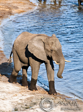Miva Stock_2781 - Botswana, Chobe NP, Elephant herd, river