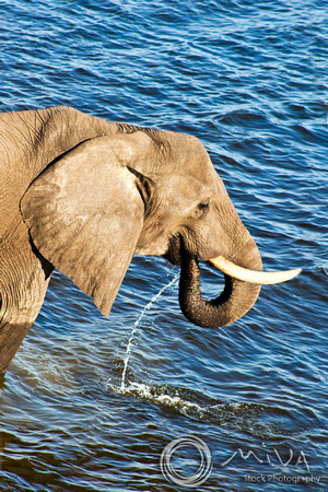 Miva Stock_2782 - Botswana, Chobe NP, Elephant, river