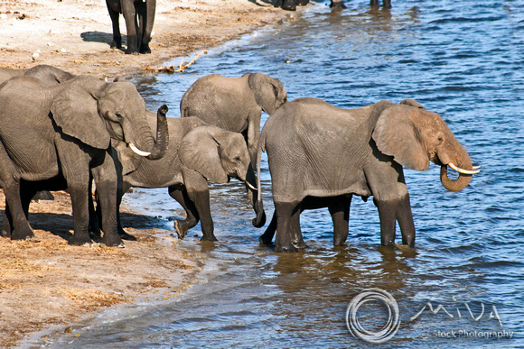 Miva Stock_2783 - Botswana, Chobe NP, Elephant herd, river