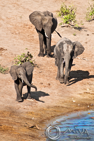 Miva Stock_2784 - Botswana, Chobe NP, Elephant herd, river