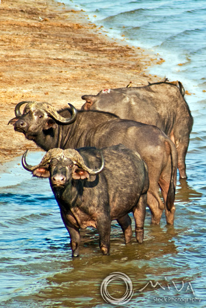 Miva Stock_2785 - Botswana, Chobe NP, Cape Water Buffalo