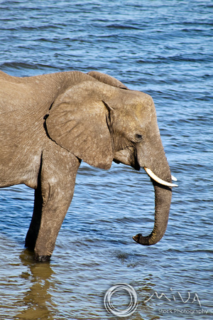Miva Stock_2786 - Botswana, Chobe NP, Elephant, river