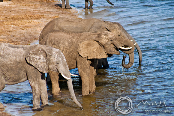 Miva Stock_2787 - Botswana, Chobe NP, Elephant herd, river