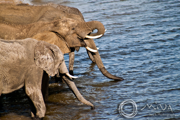 Miva Stock_2788 - Botswana, Chobe NP, Elephant herd, river