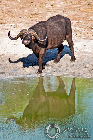 Miva Stock_2789 - Botswana, Chobe NP, Cape Water Buffalo