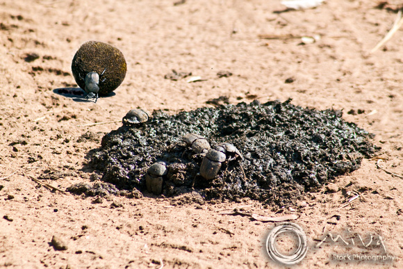 Miva Stock_2790 - South Africa, Kruger NP, Dung beetle