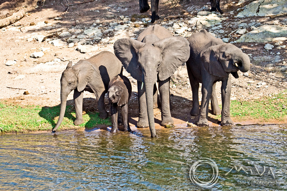 Miva Stock_2791 - Botswana, Chobe NP, Elephant herd, river