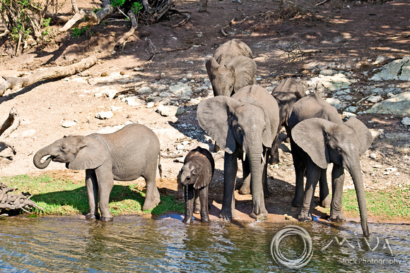 Miva Stock_2792 - Botswana, Chobe NP, Elephant herd, river