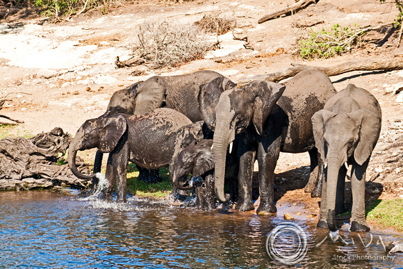 Miva Stock_2793 - Botswana, Chobe NP, Elephant herd, river