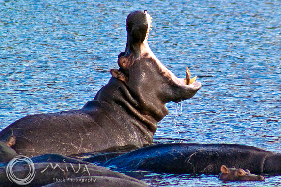 Miva Stock_2795 - Botswana, Chobe NP, Hippo, River