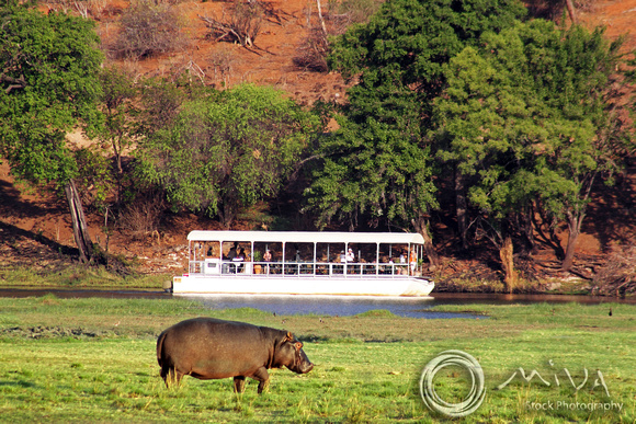 Miva Stock_2798 - Botswana, Chobe NP, Hippo, tour boat