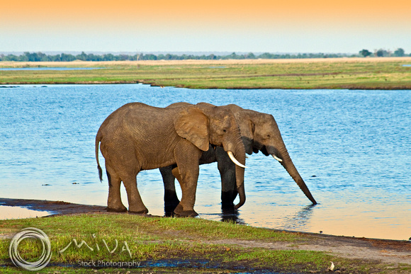 Miva Stock_2799 - Botswana, Chobe NP, Elephants, river