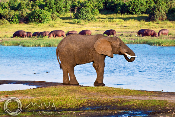 Miva Stock_2800 - Botswana, Chobe NP, Elephant, Hippos, river