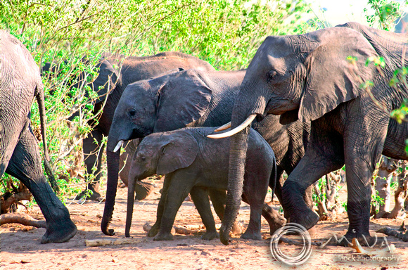 Miva Stock_2803 - Botswana, Chobe NP, Elephant herd