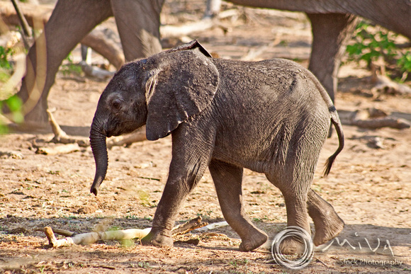 Miva Stock_2804 - Botswana, Chobe NP, Elephant calf