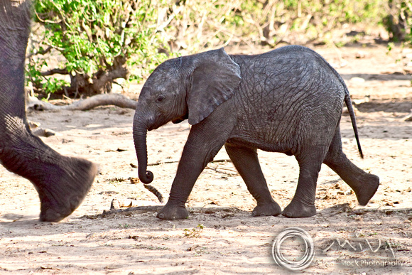 Miva Stock_2805 - Botswana, Chobe NP, Elephant calf