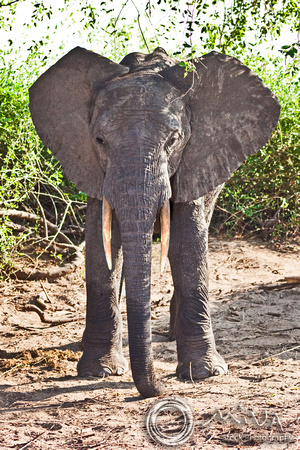 Miva Stock_2806 - Botswana, Chobe NP, Elephant