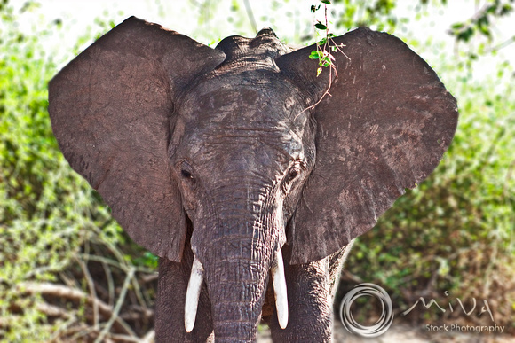Miva Stock_2807 - Botswana, Chobe NP, Elephant