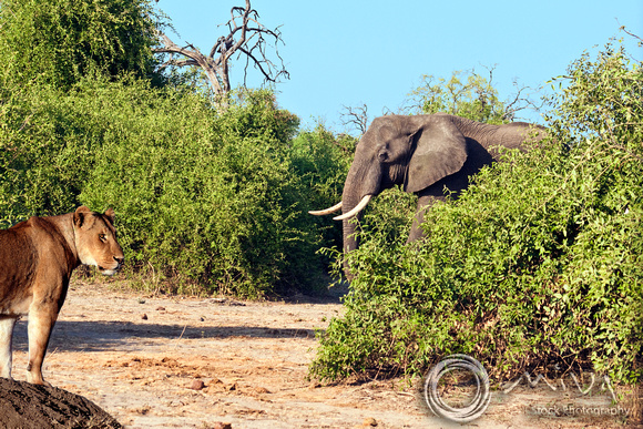 Miva Stock_2808 - Botswana, Chobe NP, Lion, Elephant