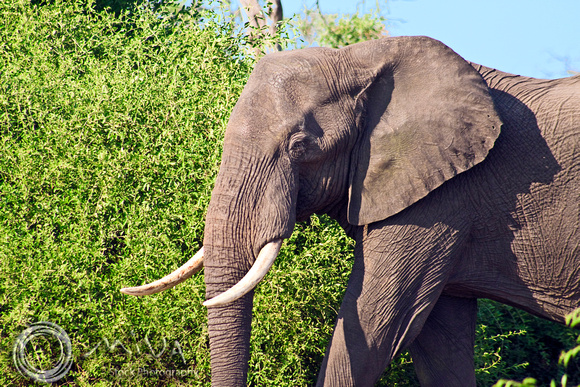 Miva Stock_2809 - Botswana, Chobe NP, Bull Elephant