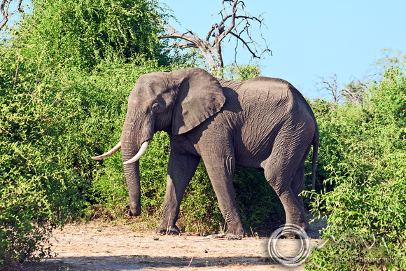 Miva Stock_2810 - Botswana, Chobe NP, Bull Elephant