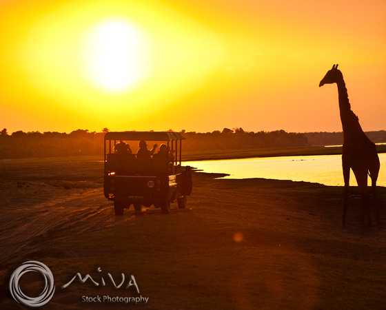 Miva Stock_2817 - Botswana, Chobe NP, Giraffe, Jeep, Silho