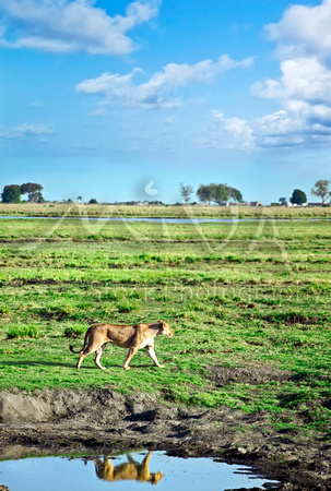Miva Stock_2821 - Botswana, Chobe NP, Lioness reflection