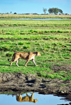 Miva Stock_2822 - Botswana, Chobe NP, Lioness reflection