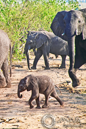 Miva Stock_2823 - Botswana, Chobe NP, Elephant calf